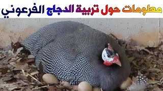 معلومات هامة حول تربية الدجاج الفرعوني