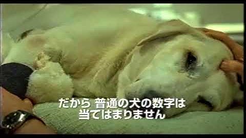 映画『マーリー 世界一おバカな犬が教えてくれたこと』予告