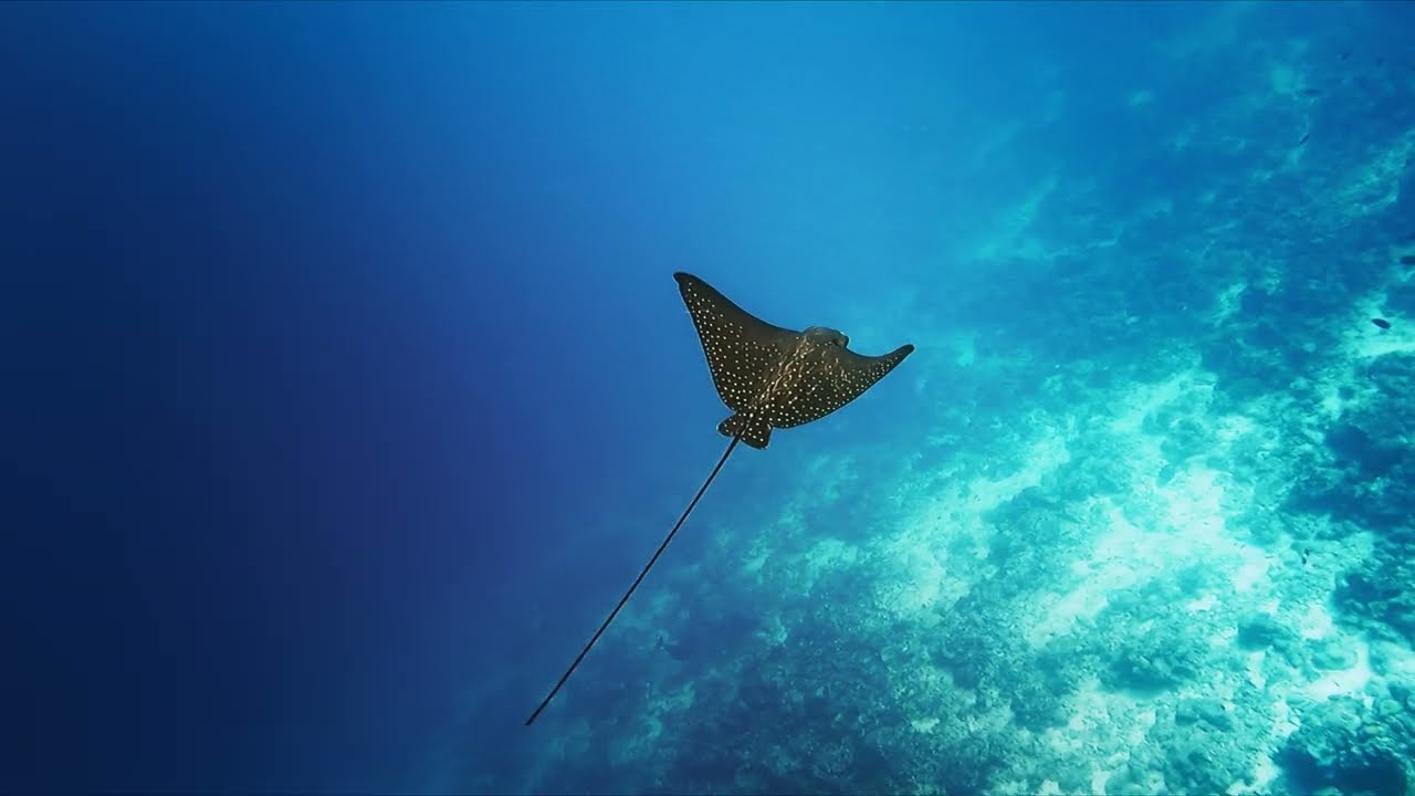 Komandoo Maldives – videó