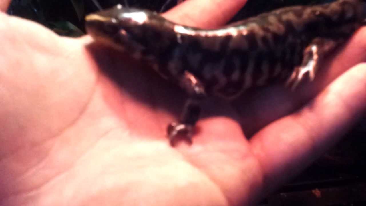 pikachu pokemon Tiger salamander and white tree frog setup