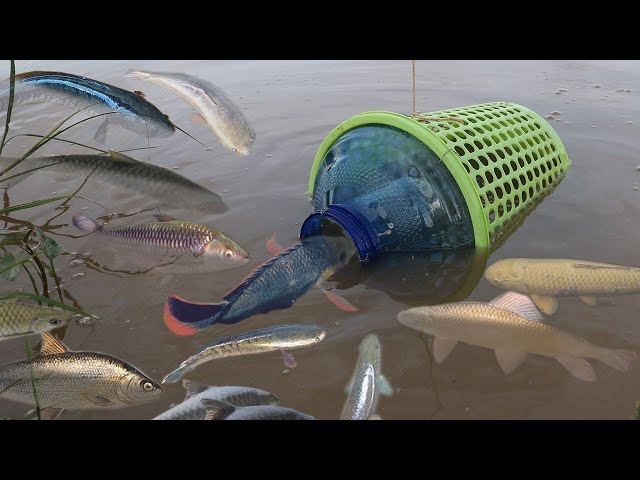 Smart Girl Make Easy Fish Trap To Catch A Lot Of Fish - How To Make Easy  Fish Trap 