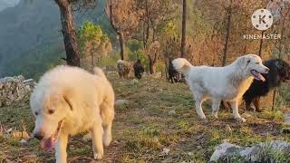 wild tour with tibetan mastiff dogs | tm | Himalayan Shepherd