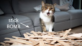 Cats vs Stick Bomb | Cobra Weave Challenge | Cat reaction by FurryFritz - Catographer 2,937 views 3 years ago 2 minutes, 29 seconds