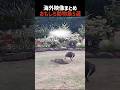 海外映像まとめおもしろ動物集5選 #funny #animals