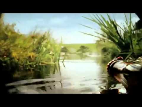 Clip Quảng Cáo Coca Cola