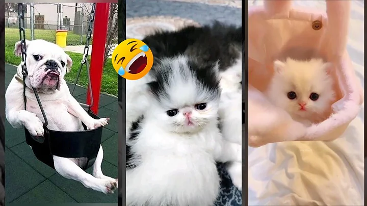 Watch the video about Cat Funny Videos 🙀 funny cats meme 😅 #cathouse Part 8325