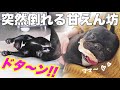 遊び疲れてゴローン！飼い主に体重と圧力を全力でかけてくる犬