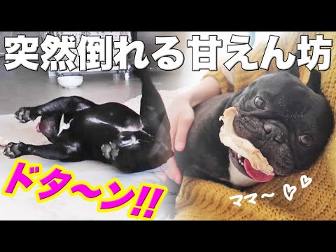 遊び疲れてゴローン!飼い主に体重と圧力を全力でかけてくる犬