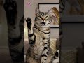 Sumpah Petir Si Kucing Genit #shortvideo #fyp #funny #kucing