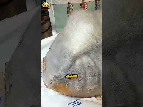 شرائح التونة العفنة التي تباع بمئات الدولارات