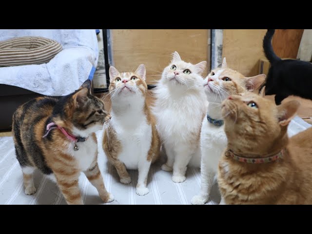 たけのこで遊ぶ猫たち 250726 - YouTube