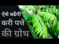 करी पत्ते की ग्रोथ कैसे बढ़ाएं | how to boost curry leaves plant #curryleaves #kadipatta #karipatta