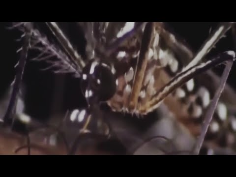 Grant Park mosquitos test positive for West Nile virus