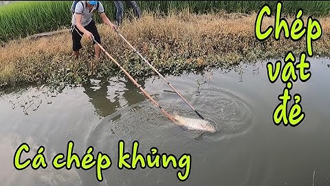 Kích Cá Săn Đàn Cá Chép Khủng Ngược Nước Lên Tìm Chỗ Vật Đẻ|Kích Song Có Người Mua Cá Luôn|Trường Tl