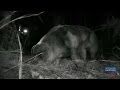 Is This Captured Beast the Elusive Hogzilla? | Mountain Monsters