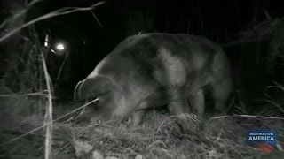 Is This Captured Beast the Elusive Hogzilla? | Mountain Monsters