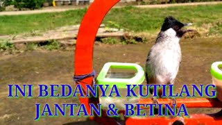 Tips Membedakan Kutilang Jantan dan Betina