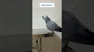 Non-Stop Talking Parrot Rocky 🦜🚿🥰 #africangrey #talkingparrot #cuteparrot #funnyparrot #birds by Rocky and The Flock 307 views 1 month ago 1 minute, 8 seconds