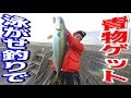 堤防から泳がせ釣りで10㎏のヒラマサを狙う！ の動画、YouTube動画。