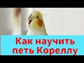 КАК НАУЧИТЬ ПЕТЬ КОРЕЛЛУ