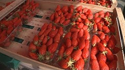 Terroir : la fraise, trésor méconnu du nord