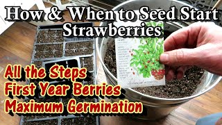 How & When to Start Strawberry Seeds Indoors for Maximum Germination & First Year Berry Production