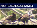 Dallas bald eagle family thriving near White Rock Lake