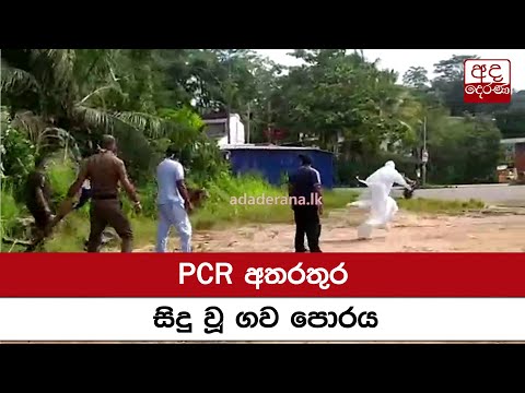 PCR අතරතුර සිදු වූ ගව පොරය