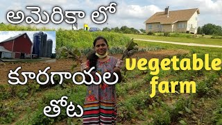 Vegetable farm in USA|అమెరికాలో పంట పొలాలు|Telugu vlogs from USA