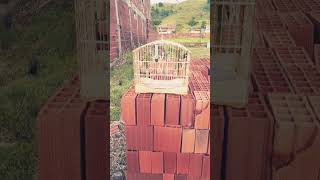 PAPA CAPIM CANTO SIU SIU #papacapim #coleiro