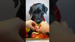 Let’s eat whatever you want today~ There is no food at home. The dog’s thoughts are written 🧚 P212