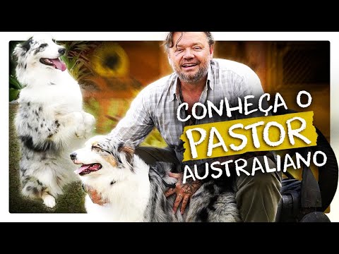 Vídeo: Fatos sobre pastores australianos