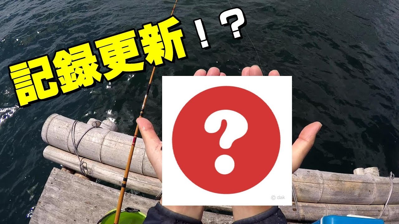 初めてイカダに渡ったら最〇サイズのチヌが釣れた！！black sea bream fishing