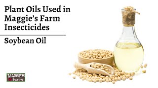 Plant Oils Used in Maggie's Farm Insecticides | Ep. 10 (Soybean Oil)