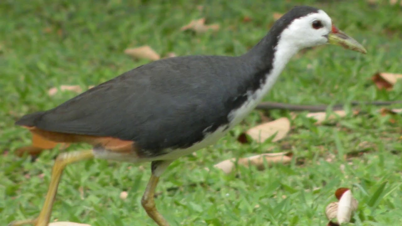 White-breasted Waterhen Sound Video: China Birds Nature Sounds
