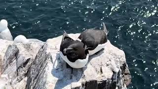 The Farne Islands