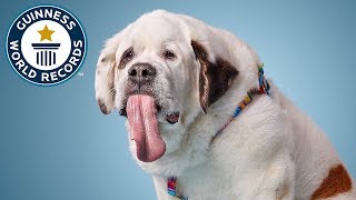 Dog with the longest tongue - Guinness World Records