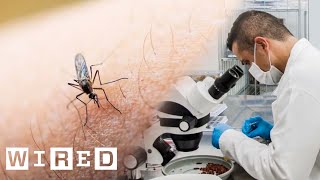 Inside the Plan to Release Life-Saving Mosquitoes | WIRED