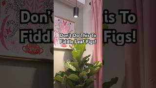 We often see people do these two things wrong with their fiddle leaf figs! #plants #fiddleleaffig