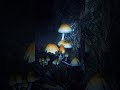 roshni dene wala mushroom🍄🍄#BioluminescentMushroom #GlowingMushroom #NatureSecrets #ScienceFacts