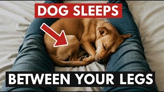 If Your Dog Sleeps Between Your Legs, Here’s What It Means
