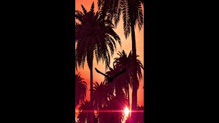 Palm Tree Sunset #Shorts