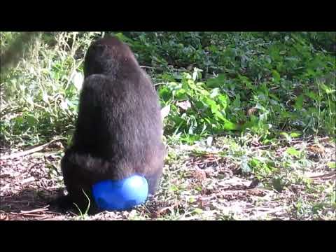 Orphan baby gorilla snuggles up to caretaker after being rescued