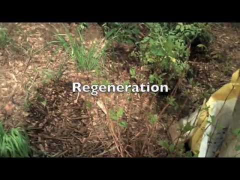 How to Restore a Prairie