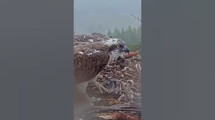P#961- Review mother birds brings food to feed her babies in the nest, baby birds life #birdslover