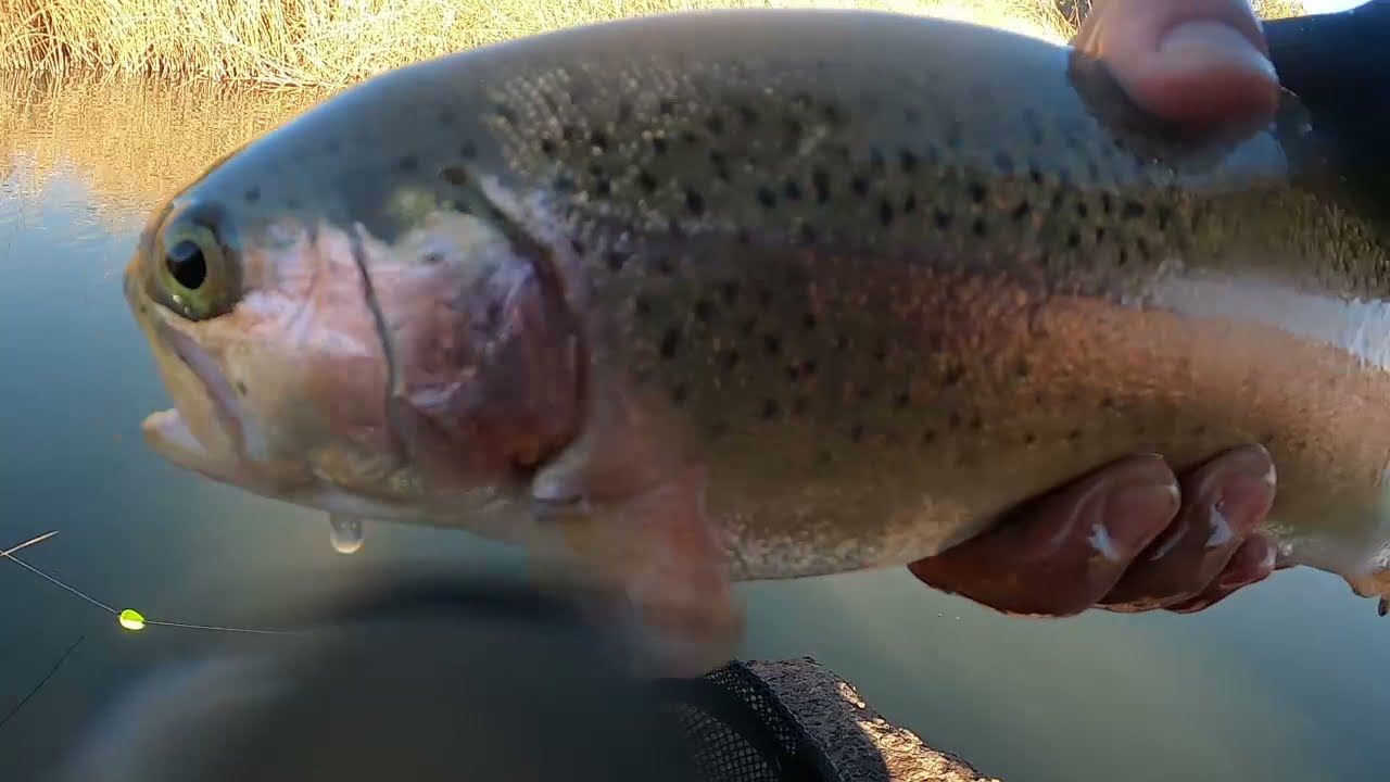 Silver Creek AZ YouTube