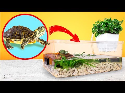 simple-and-cheap-red-eared-turtle-terrarium-tank-diy