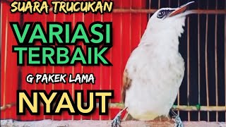 SUARA TRUCUKAN TERBAIK ‼️ PALING D SUKAI LAWAN, SEKALI PUTAR SEMUA TRUCUKAN  NYAUT MENYAMBAR ‼️