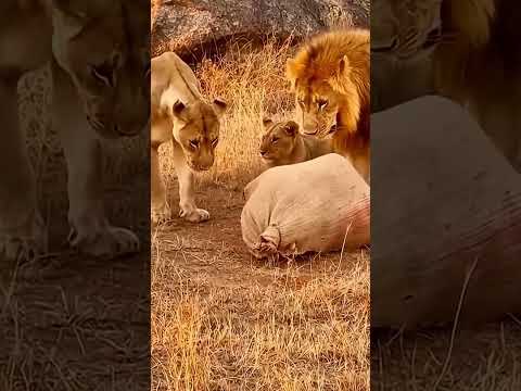 Duo Animisme Dance Doublagefrancais Greenscreen Duet 