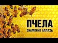 Пчела - знамение Аллаха